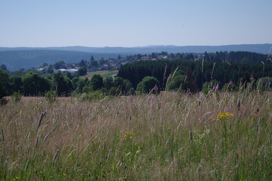 Lerchenhügel 