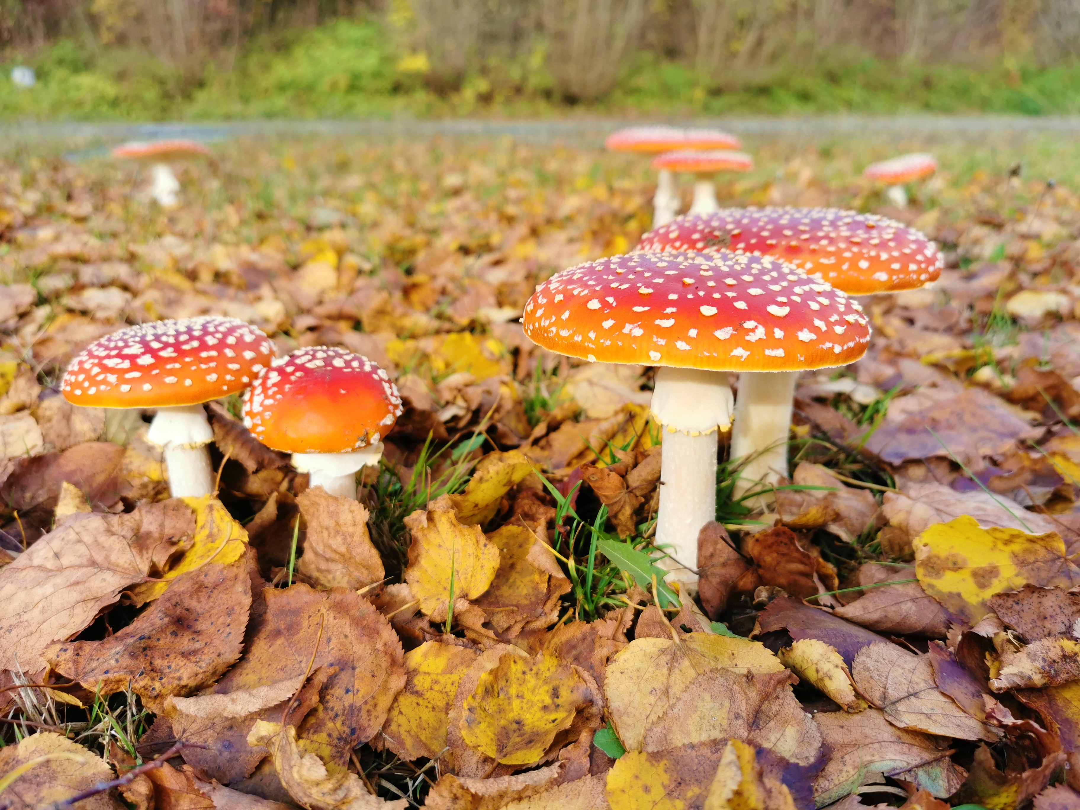 Fliegenpilze in voller Pracht 