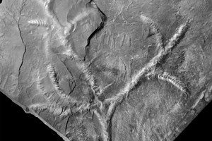 Segmentichnus_Abb_1.jpg